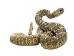 rattlesnake