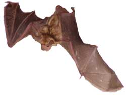 batremoval