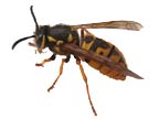 wasyellowjacket