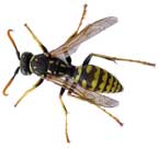 wasyellowjacket