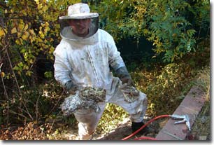 yellowjacketnest