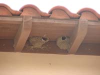 Birds nesting under eaves
